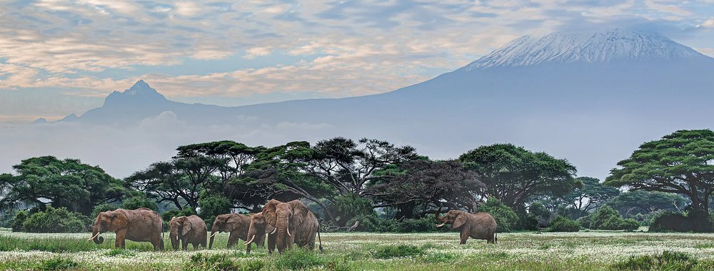 Elephants below Kilimanjaro in Amboseli National Park