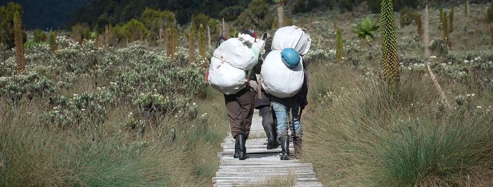 Porters carrying loads on a boardwalk trail in the Rwenzori Mountains