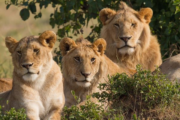 Three lions resting in the Masai Mara